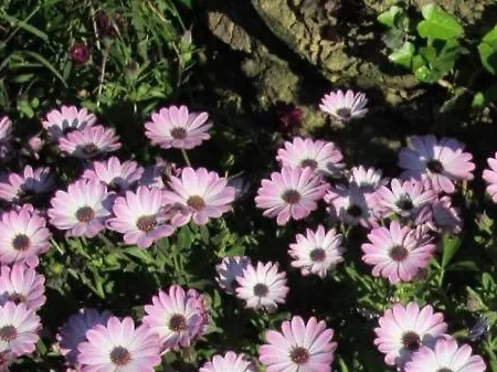 In Mit Schoenem Garten * كابوليفيري