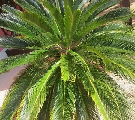 In Mit Schoenem Garten דירה קאפוליברי