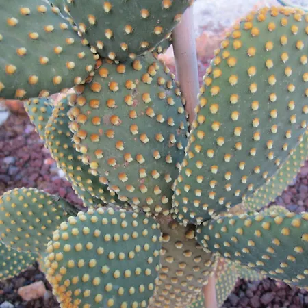 In Mit Schoenem Garten דירה