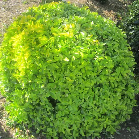 דירה In Mit Schoenem Garten *