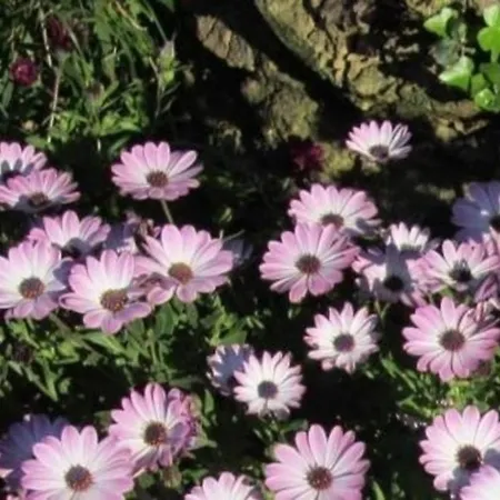 In Mit Schoenem Garten