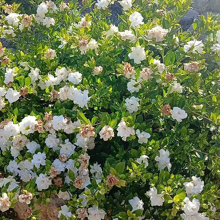 In Mit Schoenem Garten