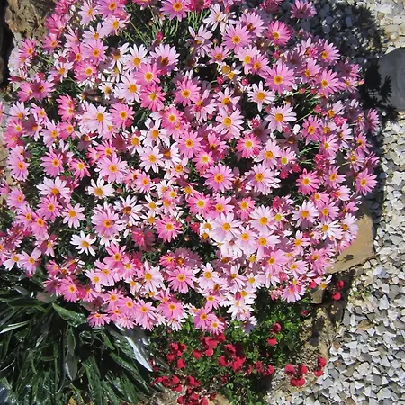 In Mit Schoenem Garten Apartment