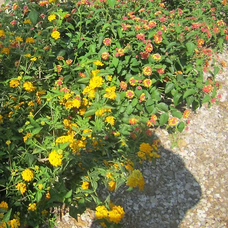 In Mit Schoenem Garten